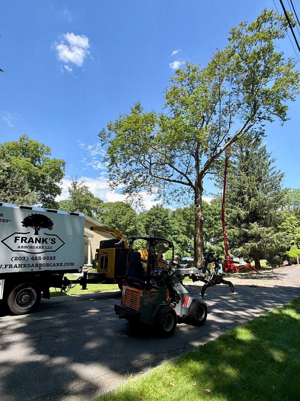 Tree Removal in Ridgefield
